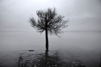 Bare tree by sea against sky