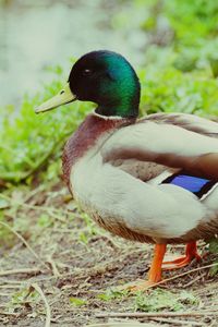 Close-up of bird