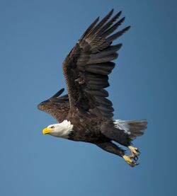 Low angle view of eagle flying against clear blue sky