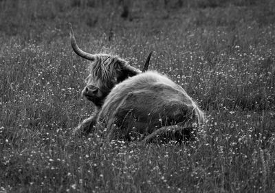 Highland cattle relaxing on grassy field