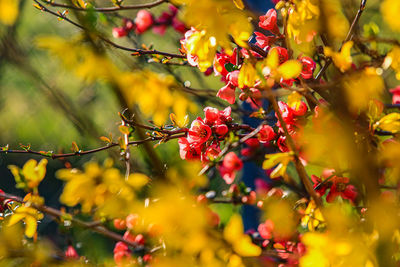 Close-up of red flowering plant