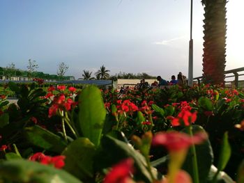 Flowers blooming on plant against sky