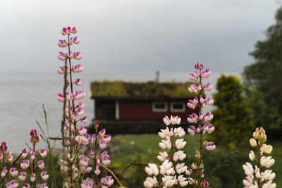 Close-up of pink flowering plant against sky