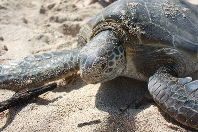 Sea turtle at beach