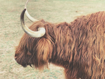 Close-up of a horse on field