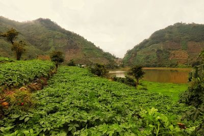 Scenic view of agricultural landscape against sky