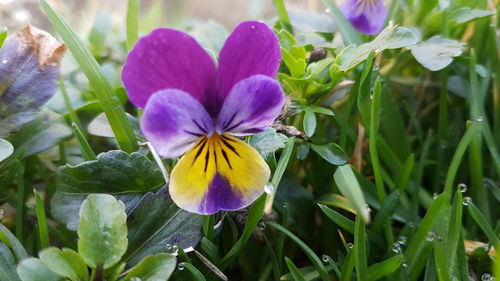 Close-up of purple flowers blooming outdoors