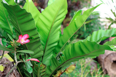 Close-up of pink flowering plant