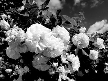 Close-up of flowers blooming outdoors