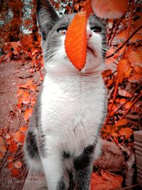 Close-up of cat by orange leaves