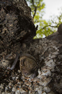 Close-up of lizard on rock