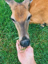 Close-up of human hand on grass