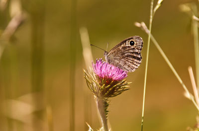 Close-up of butterfly on purple flower