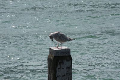 Seagull perching on wooden post in sea