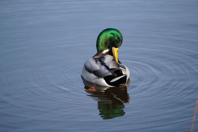 Duck swimming in lake