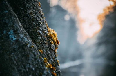 Close-up of lichen on tree trunk against sky