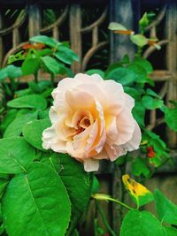 Close-up of rose plant