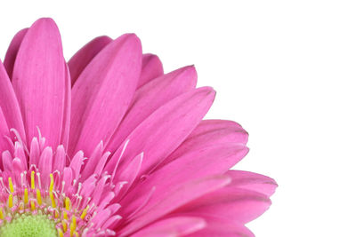 Close-up of pink cosmos flower against white background