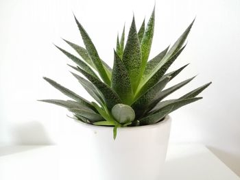 Close-up of potted plant