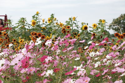 Close-up of flowering plants on field against sky