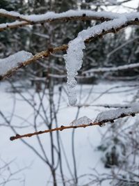 Close-up of frozen bare tree during winter