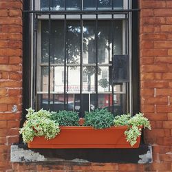 Potted plant on window sill