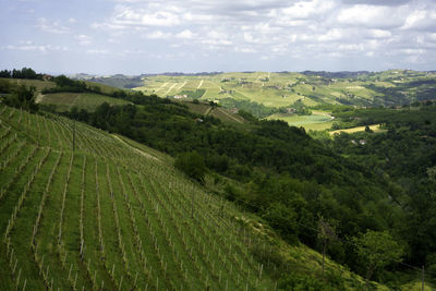 Scenic view of agricultural field against sky
