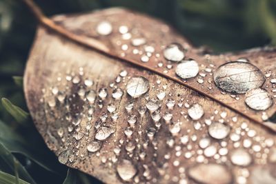Close-up of raindrops on leaf
