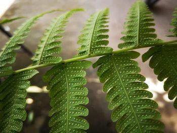 Close-up of fresh green leaves