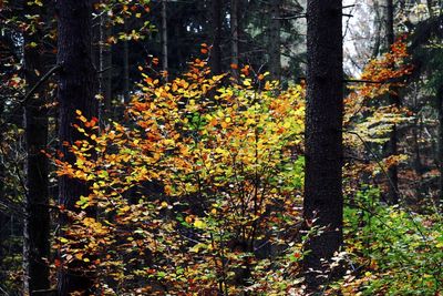 Trees in forest during autumn