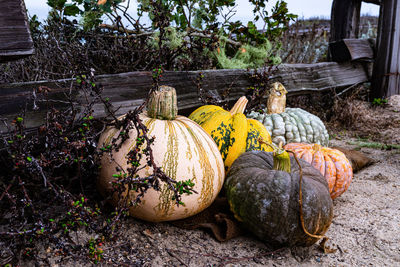 Close-up of pumpkin