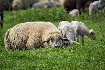 Sheep in a field