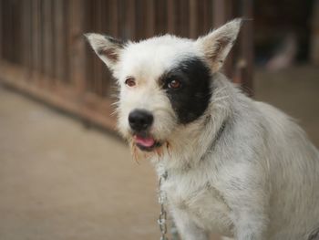 Close-up portrait of dog