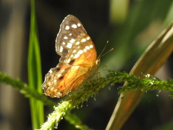 Close-up of butterfly pollinating on plant