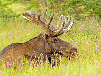 Male moose in a meadow in gros morne national park