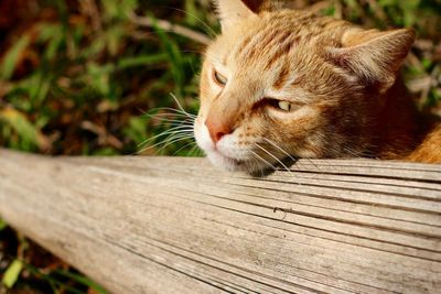 Close-up of cat sitting on wood