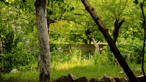 Trees in forest