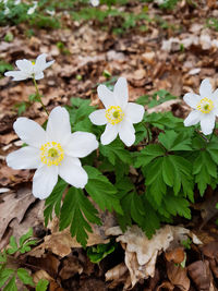 Close-up of flowers