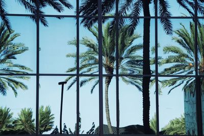 Low angle view of coconut palm trees against sky seen through window