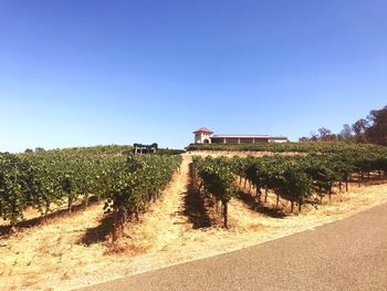 Scenic view of vineyard against clear blue sky