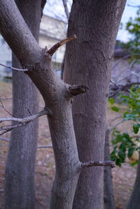 Close-up of lizard on tree trunk