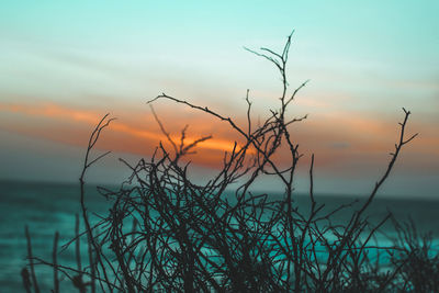 Close-up of plants against sky during sunset