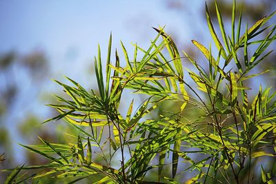 Close-up of fresh plant in field against sky