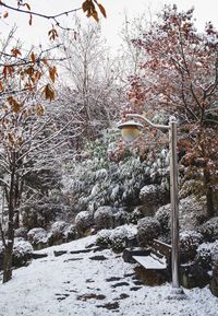 Snow covered trees against sky