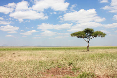 Tree on field against sky