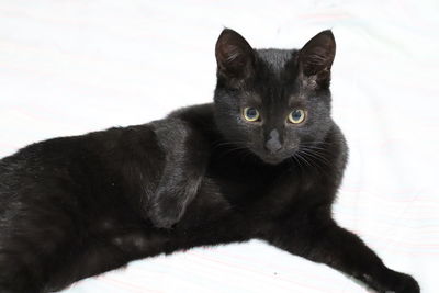 Portrait of black cat relaxing on floor