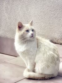 White cat sitting on floor against wall