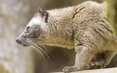 Close-up of cat looking away