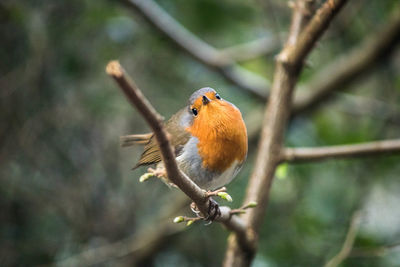 Close-up of bird perching on tree