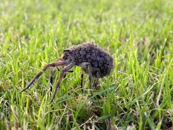 Close-up of lizard on field